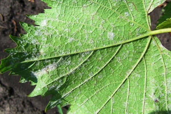 Diseases of grapes