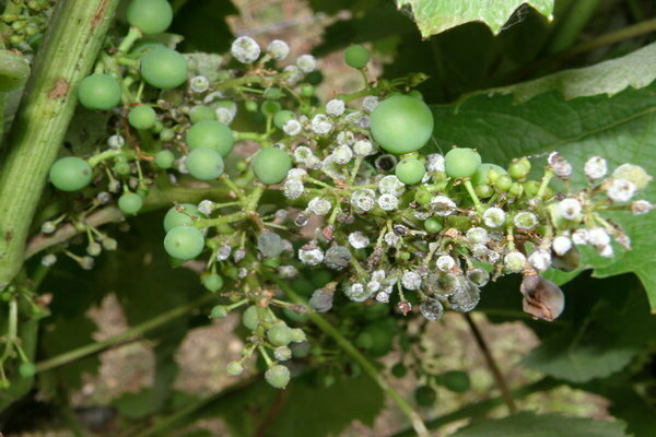 grape disease photo