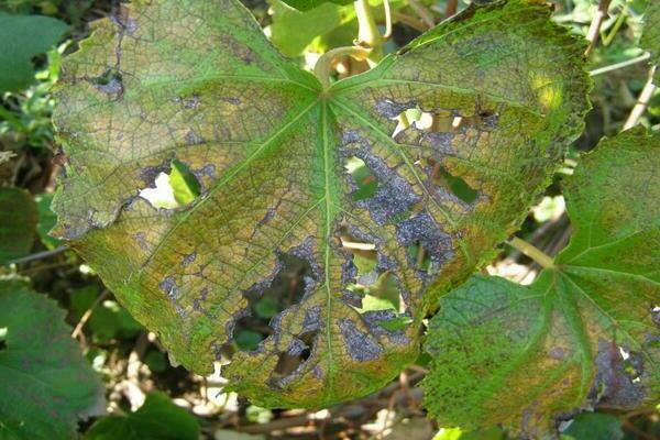 grape disease description
