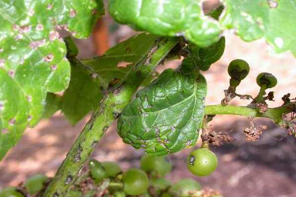grape disease description treatment