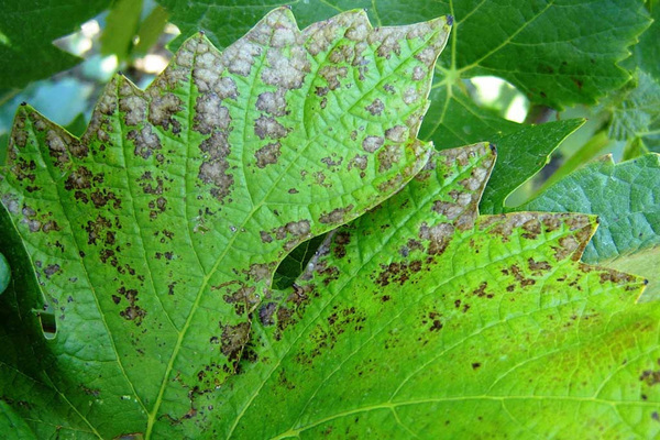 grape diseases
