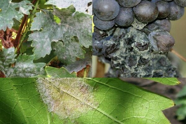 grape disease description