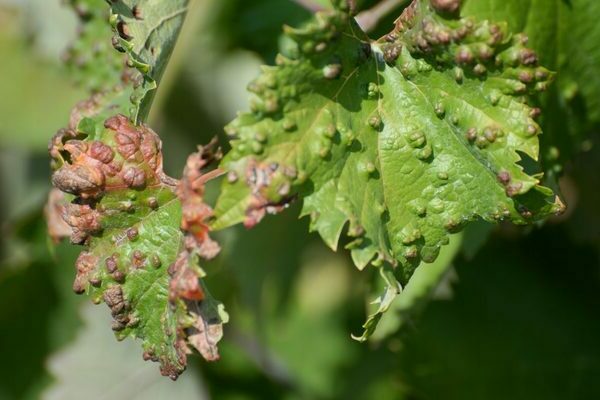 grape disease description treatment