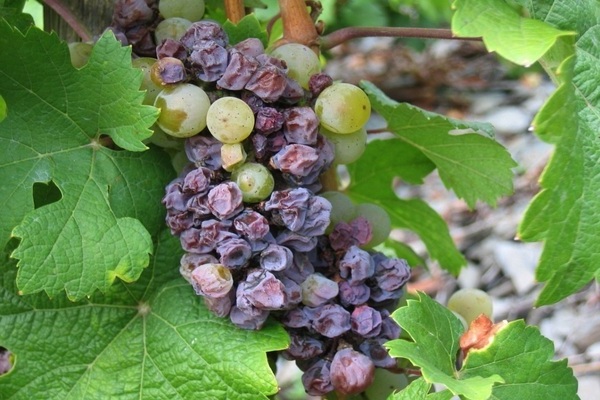 grape disease description treatment