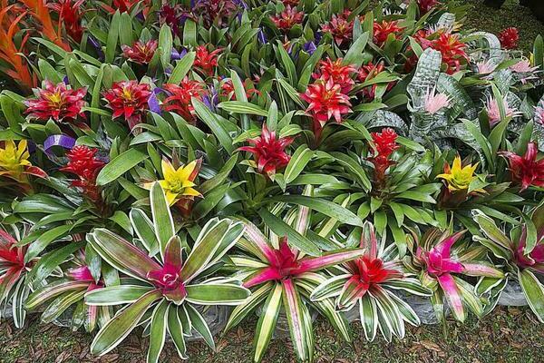 bromélia planta de casa