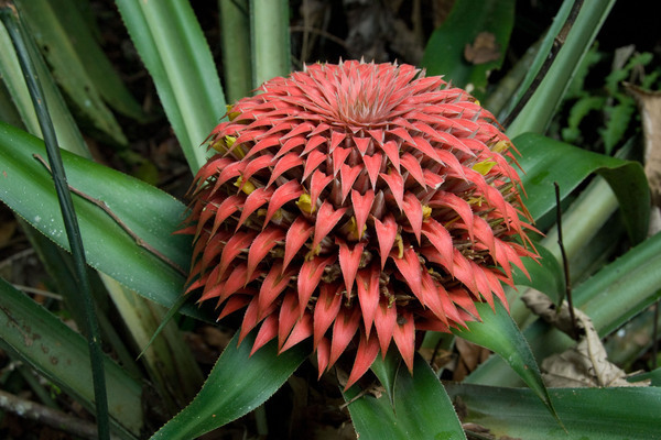 fotos de bromélias