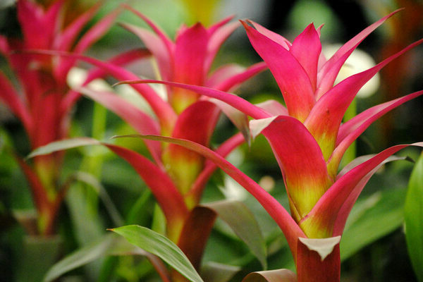 bromélia planta de casa