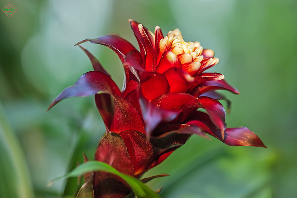 fotos de bromélias