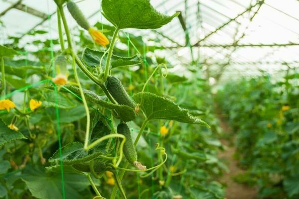 How to fertilize cucumbers