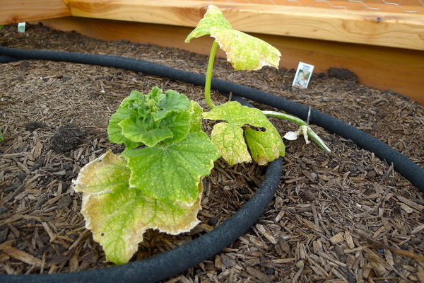 how can you fertilize cucumbers