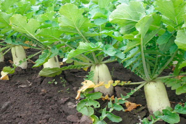 radis daikon