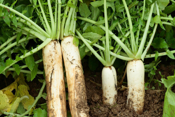 soins daikon