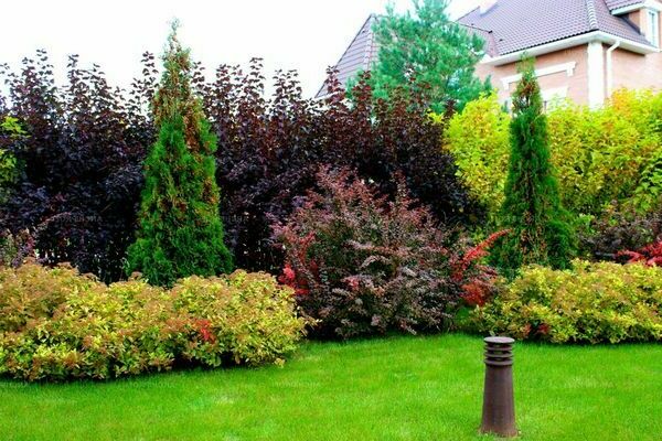 Arbres et arbustes d'ornement