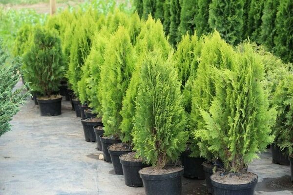 arbres et arbustes d'ornement