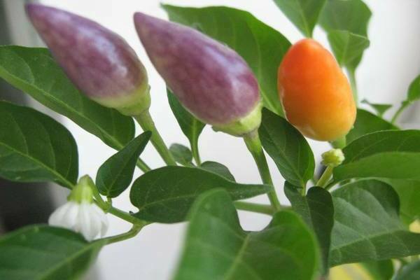 Decorative pepper