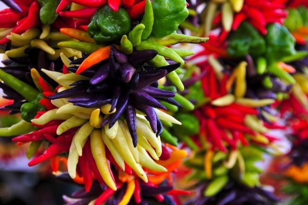 decorative pepper in a pot