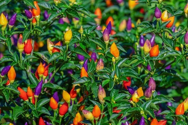 decorative indoor pepper
