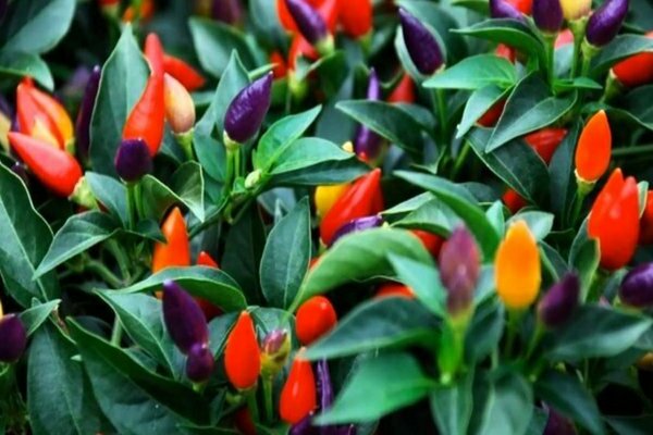 decorative pepper care