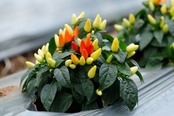 decorative pepper pictures