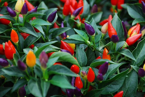 decorative varieties of pepper