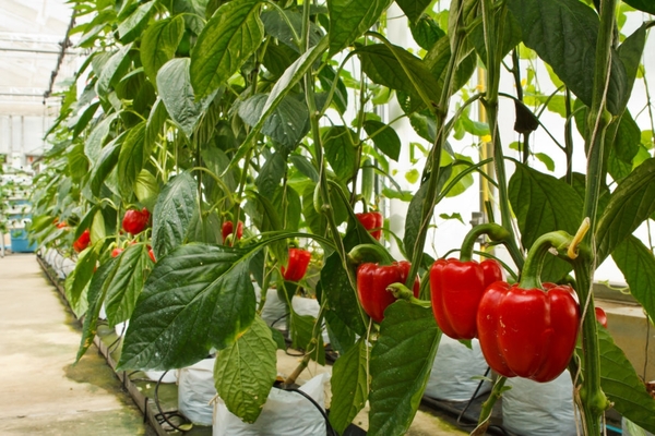 feeding peppers in the greenhouse