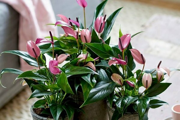 how to care for home flowers