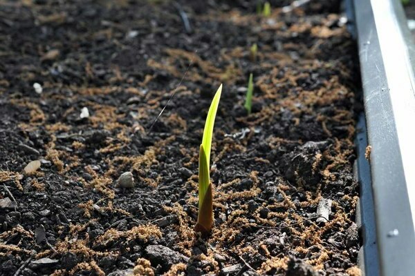 plantation et entretien des glaïeuls