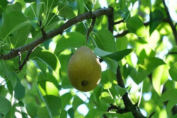 pear thumbnail description