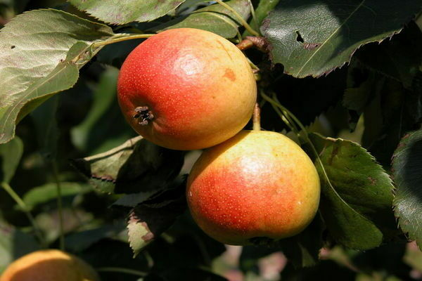 pear variety Thumbelina
