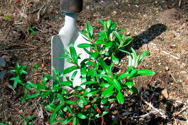 Règles de plantation de l'argousier