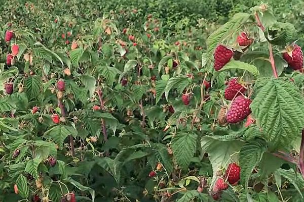 Plantio e tratamento de framboesa atlant