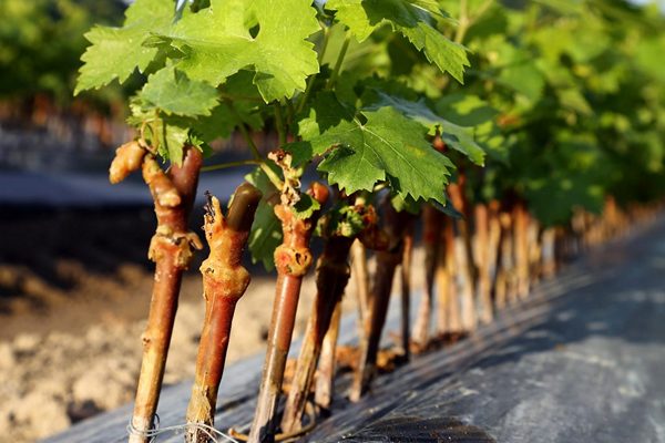 choose a grape seedling for planting
