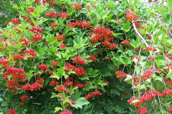 Correct planting of viburnum