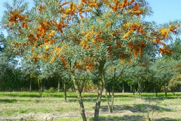 Conditions de plantation et d'entretien de l'argousier