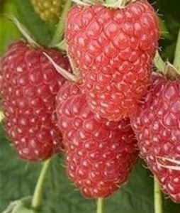 Atlant framboise réparé