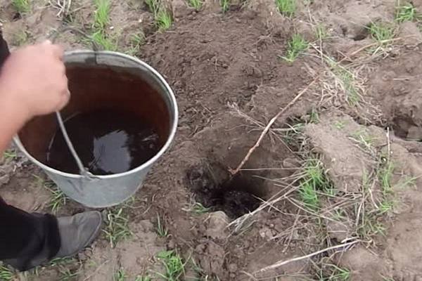 Watering the grapes after planting