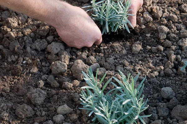 Planting lavender