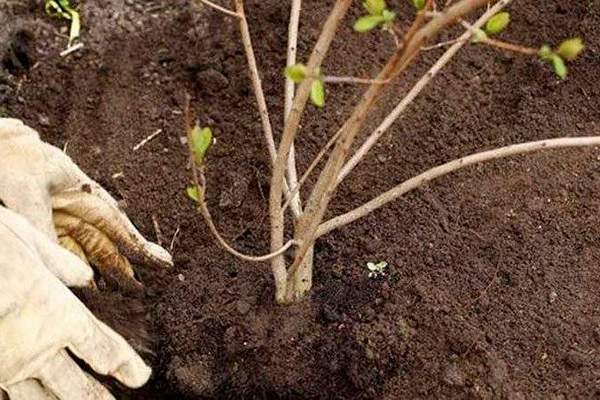 Viburnum seedling selection