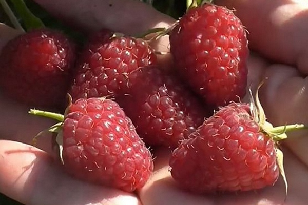 Atlant é o favorito entre jardineiros e residentes de verão