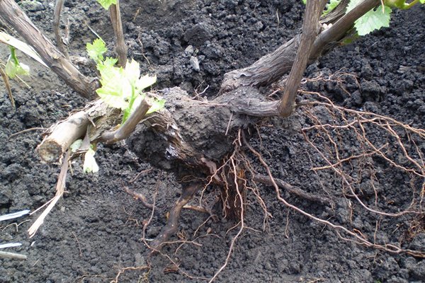 How to plant grapes