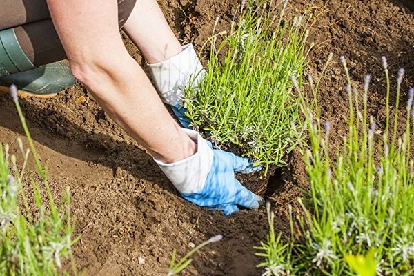 Planting lavender in the ground