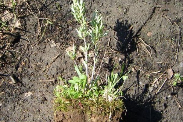 Caractéristiques de la plantation d'argousier