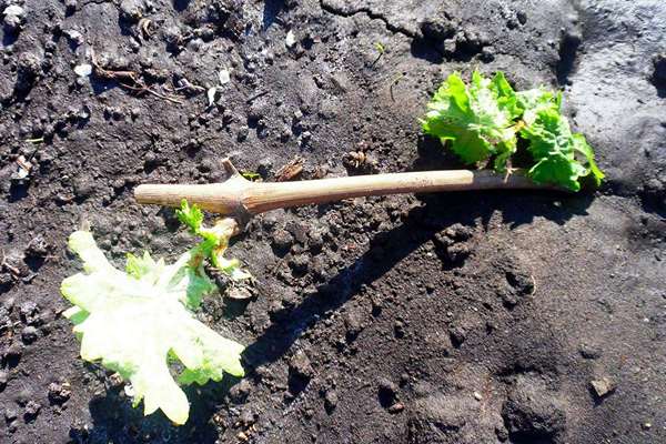 Pruning grapes of the first year of planting