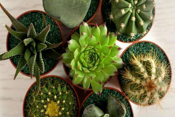cactus et succulentes