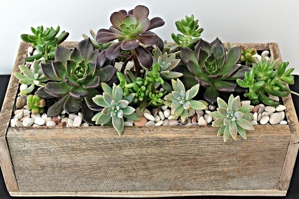 photos de cactus et succulentes