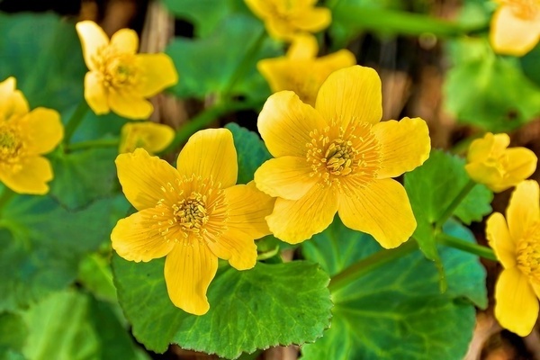 calêndula