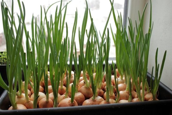 Forcing onions