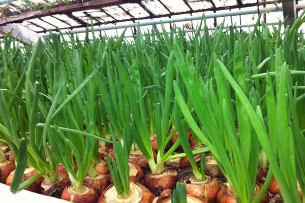 forcing onions on a feather