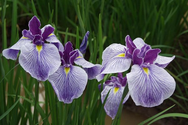 fleurs de jardin vivaces