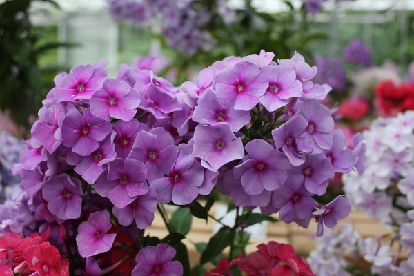 noms de fleurs vivaces